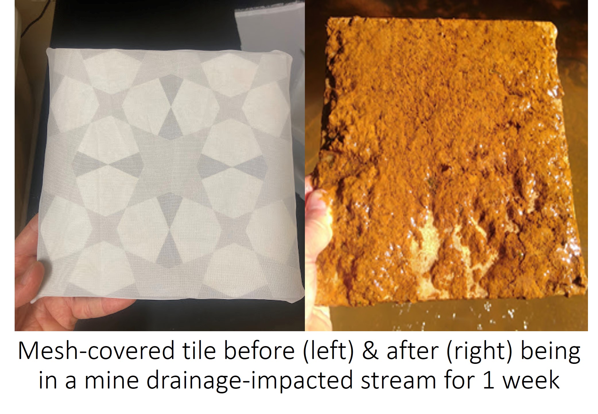 A mesh-covered tile before and after being in a mine drainage-impacted stream for one week.